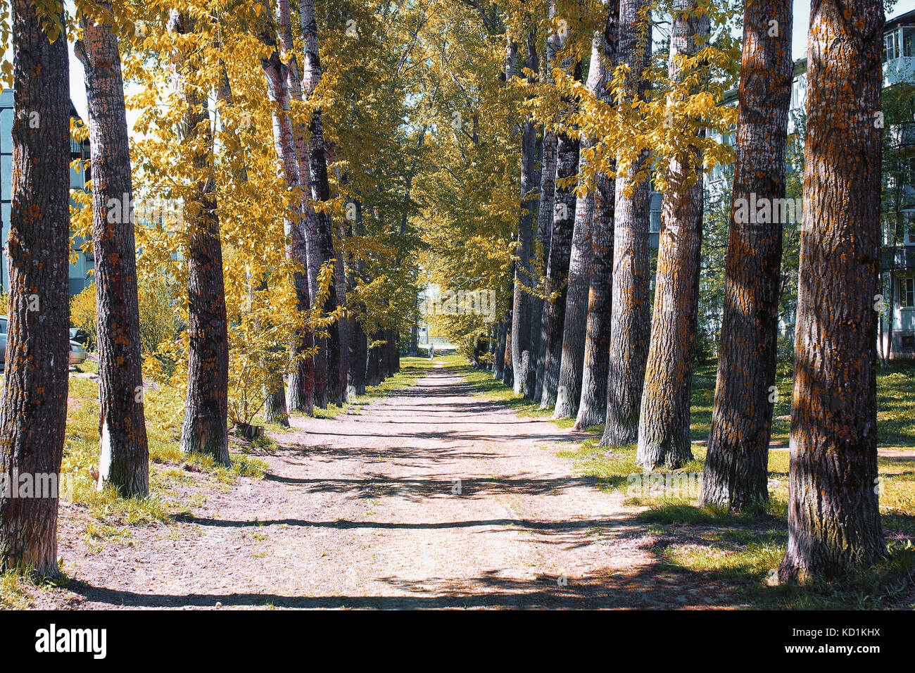 Alley poplars with yellowing leaves in late summer Stock Photo - Alamy