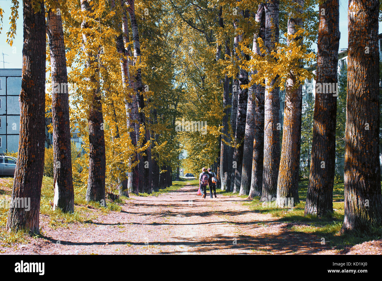 Alley poplars with yellowing leaves in late summer Stock Photo - Alamy