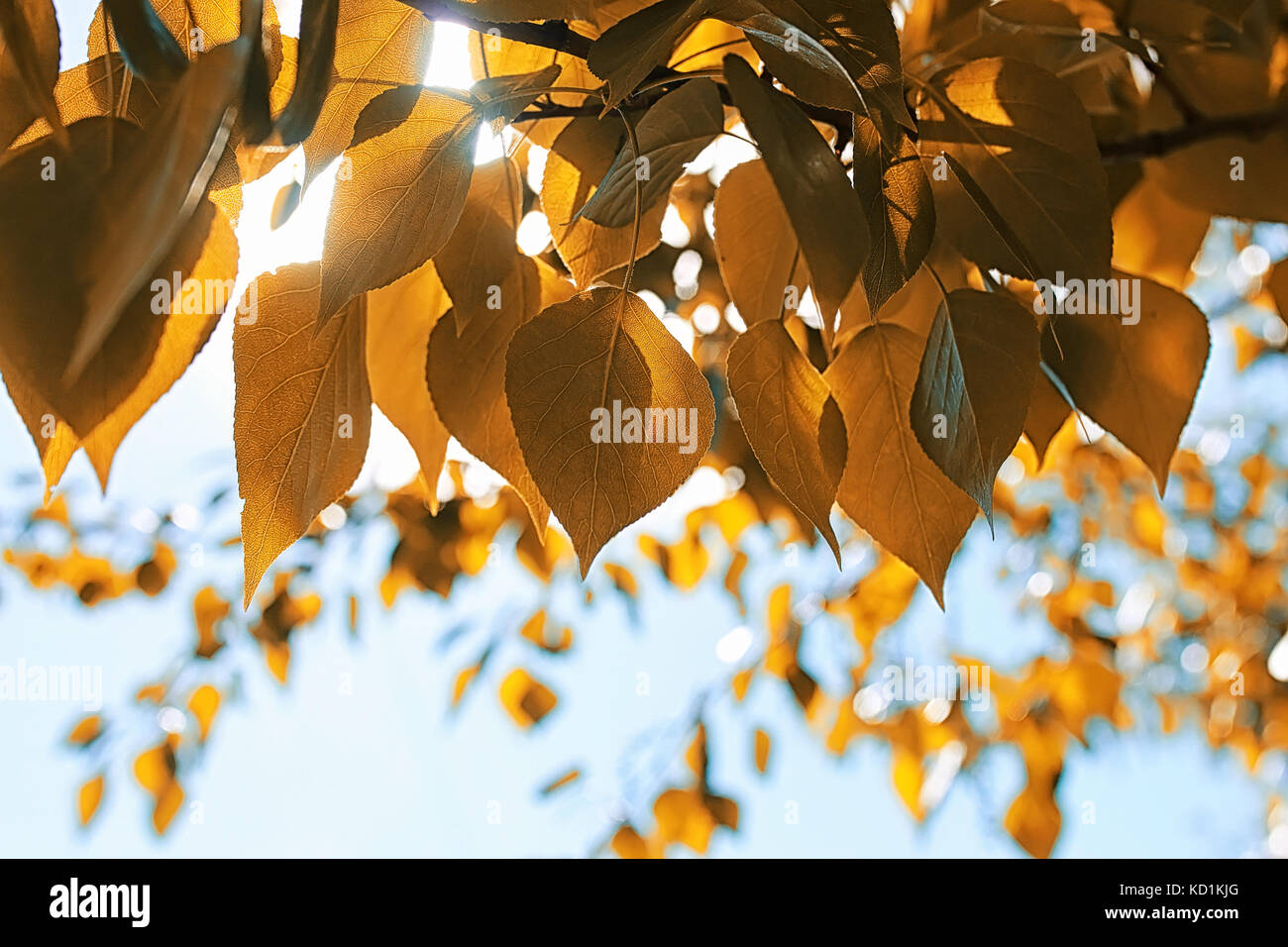 Yellow autumn leaves of trees on a clear blue sky Stock Photo - Alamy