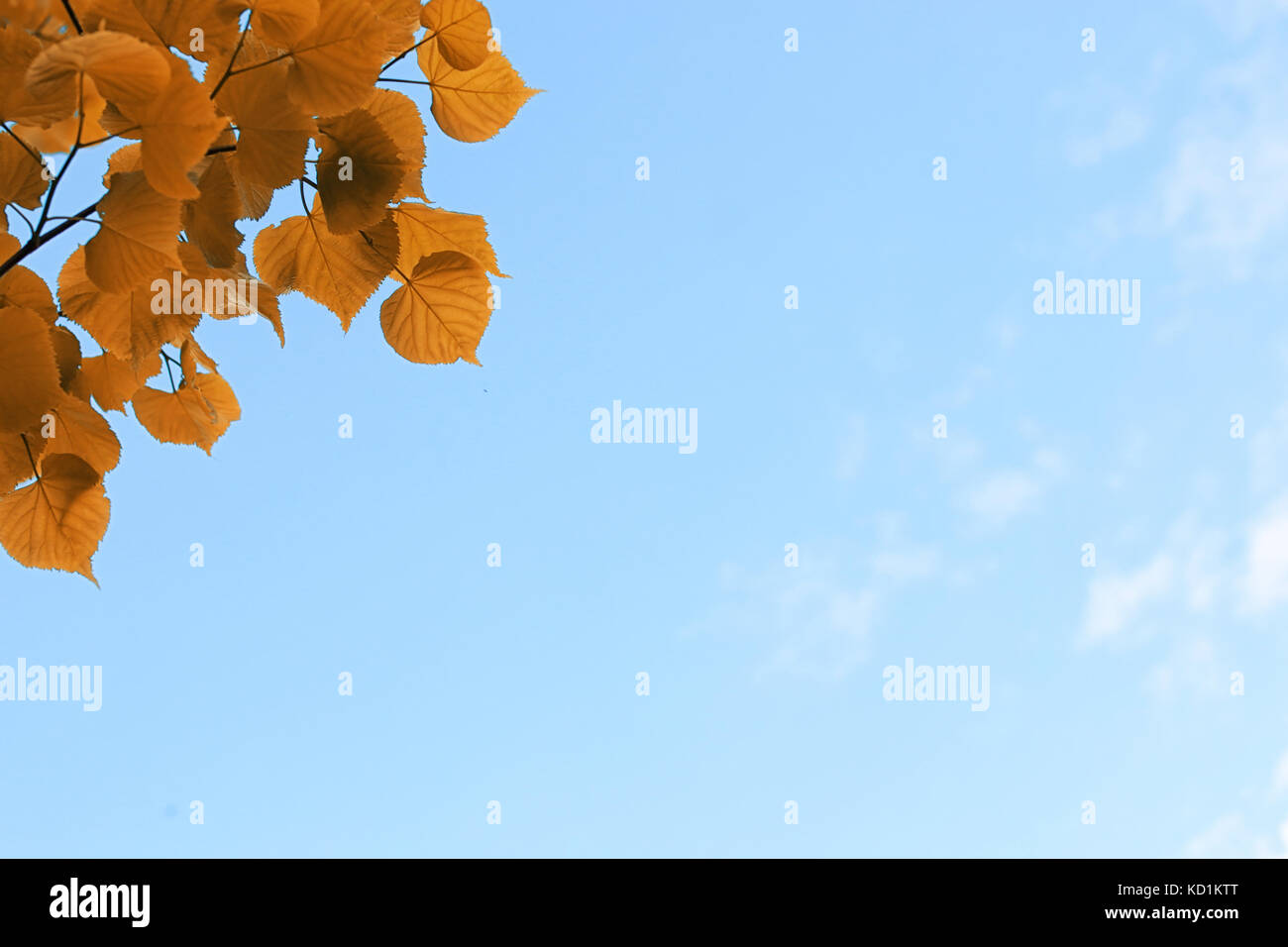 Yellow autumn leaves of trees on a clear blue sky Stock Photo - Alamy