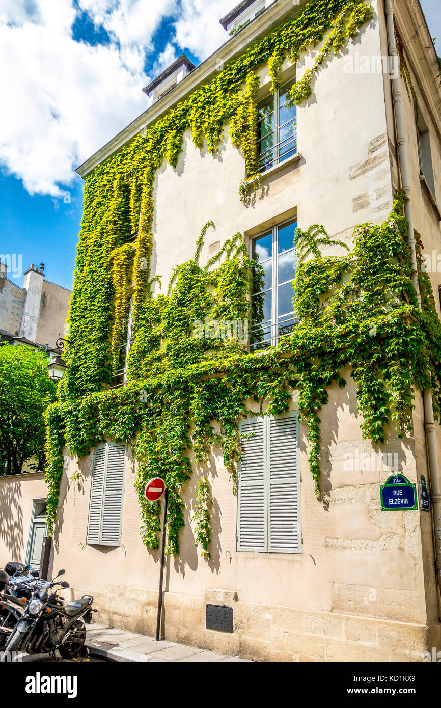 Climbing vines attached to an apartment building in the Marais area in