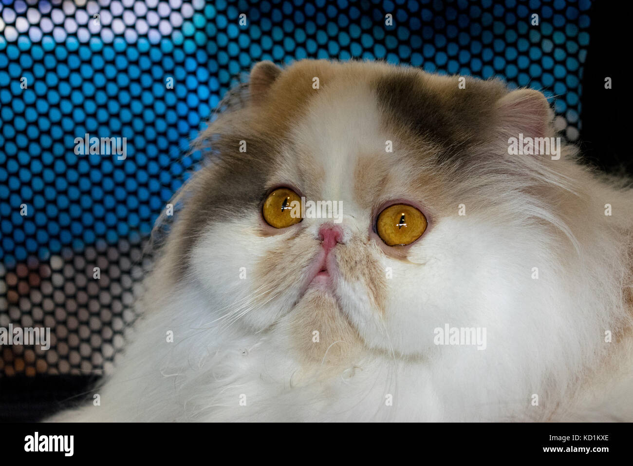 Persian pure breed cat, yellow and orange eyes, face closeup Stock Photo