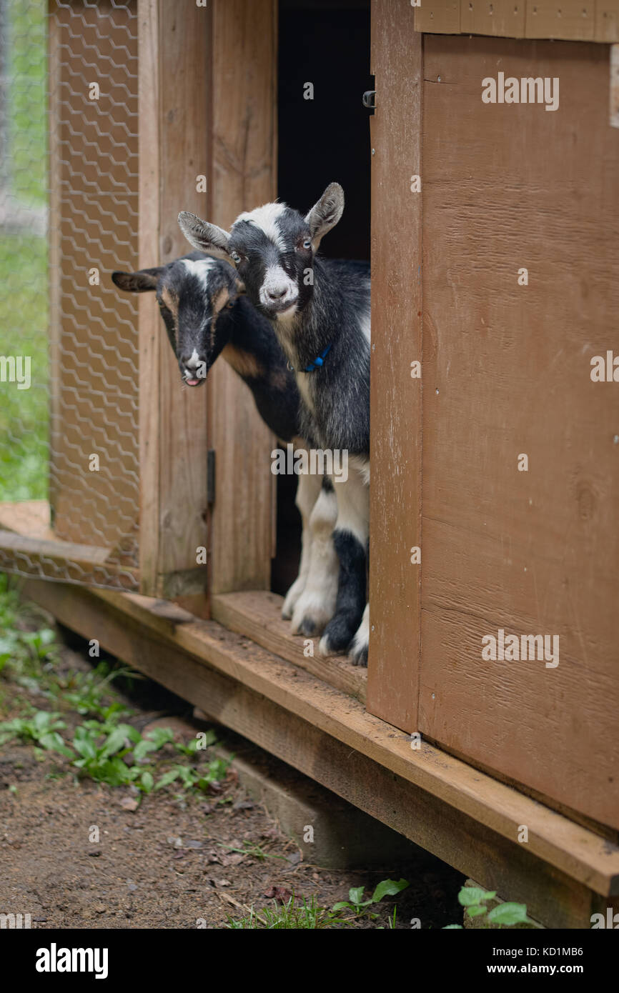Goat house hires stock photography and images Alamy