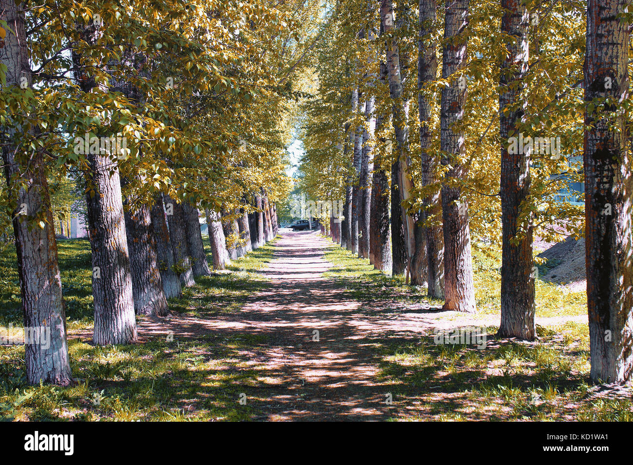 Alley of poplars with yellowing leaves in late summer Stock Photo - Alamy