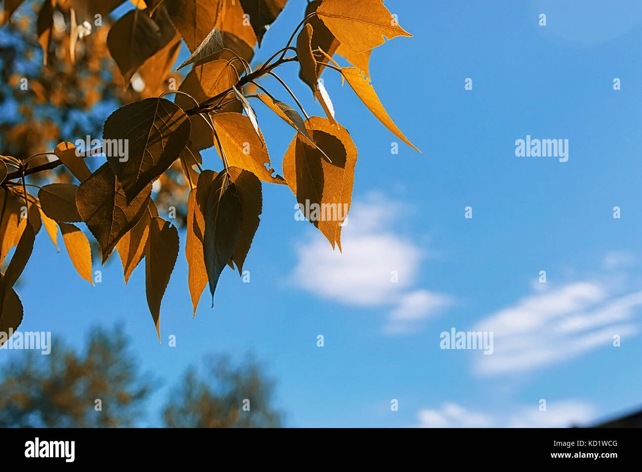 Yellow autumn leaves of trees on clear blue sky Stock Photo - Alamy