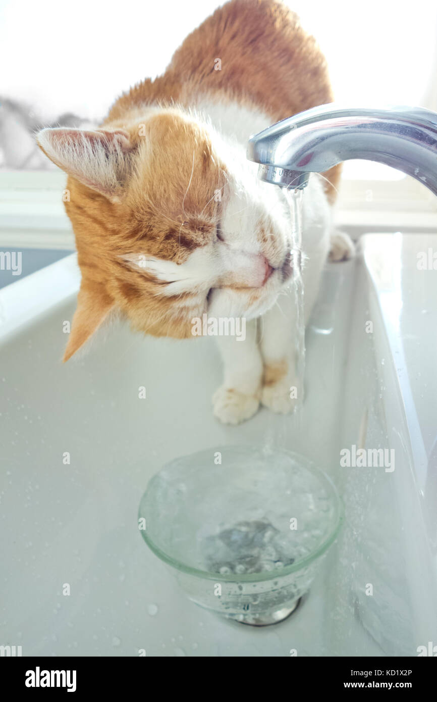 Domestic cat drinking water from the tap in bathroom sink. Gingercat orange and white cat
