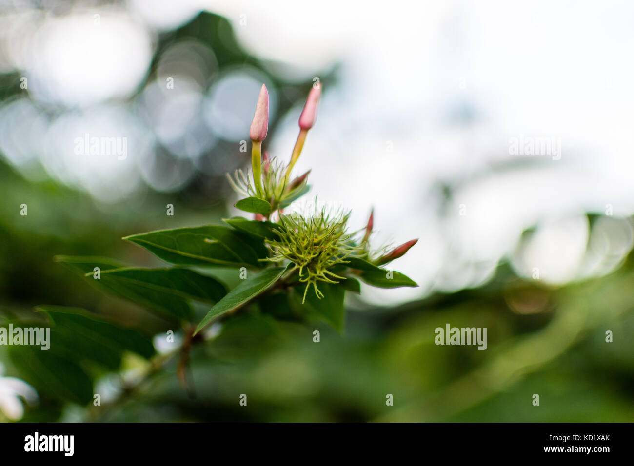 Eucalyptus leaves flower buds hi-res stock photography and images - Alamy