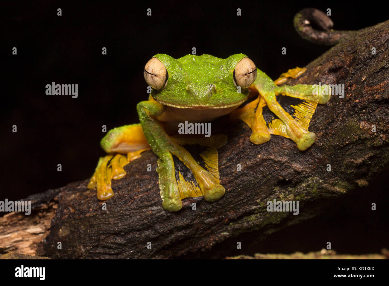 Wallace Flying Frog Stock Photo