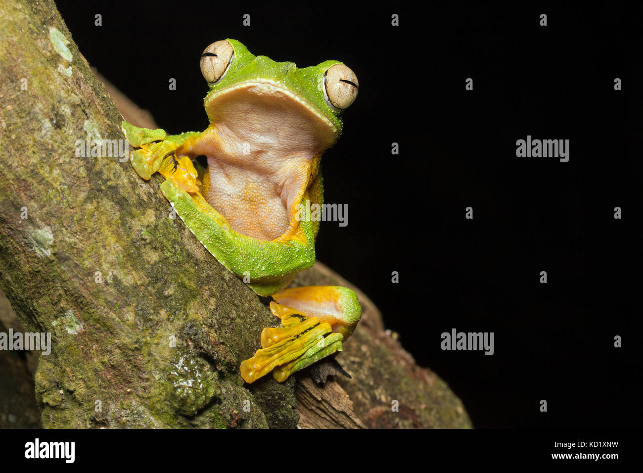 Wallace Flying Frog Stock Photo
