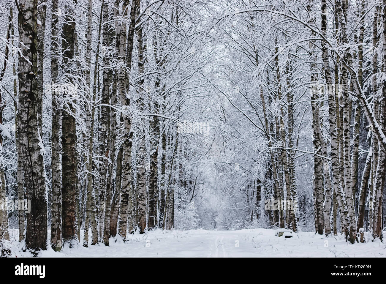 winter forest covered snow Stock Photo - Alamy