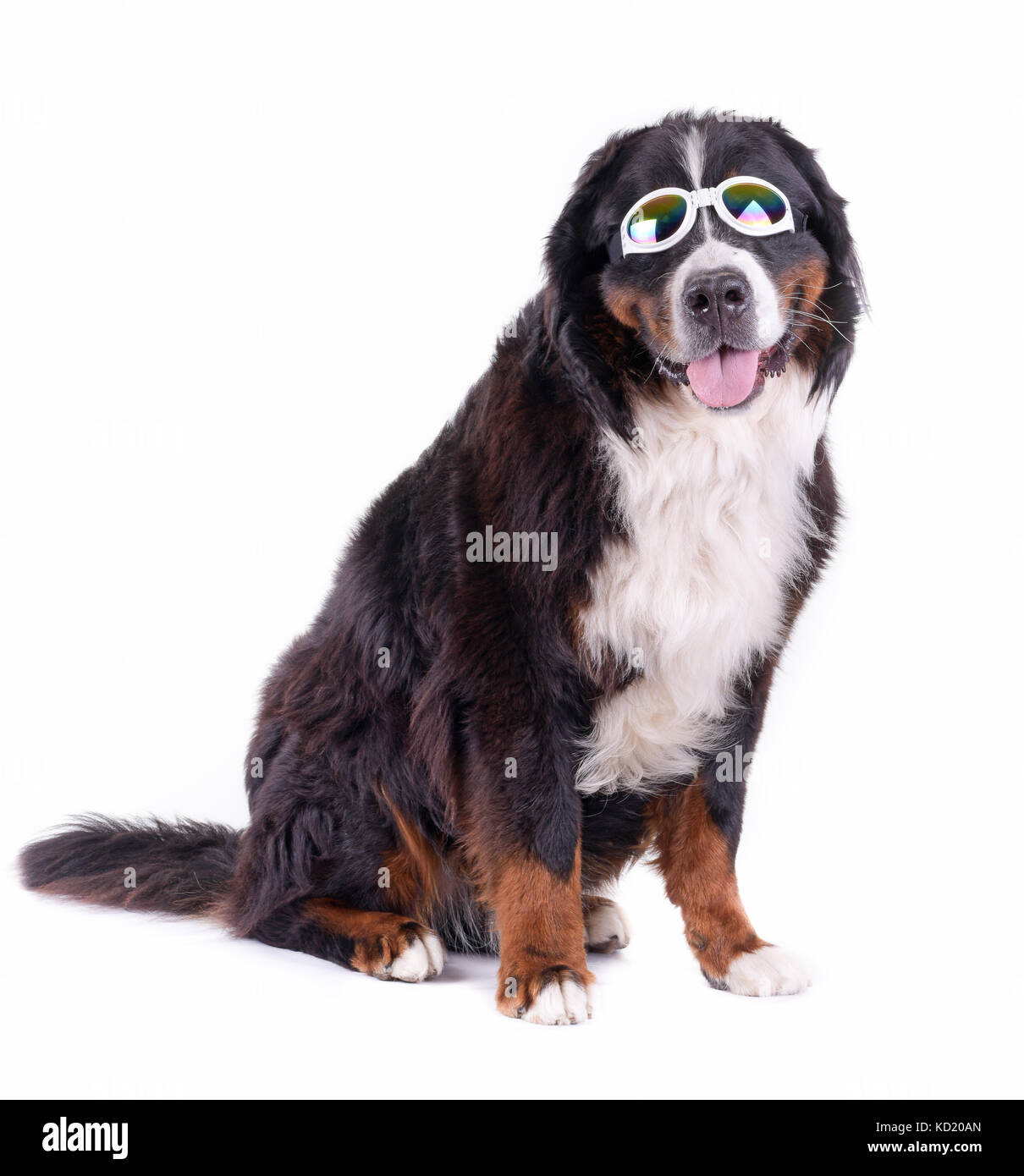 bernese mountain dog in front of white background studio Stock Photo ...