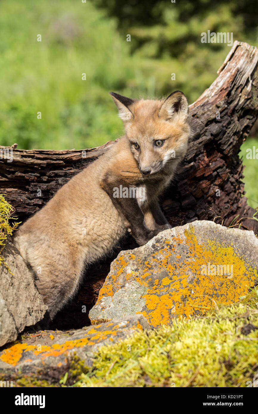 Red Fox kit climbing beside its den, near Bozeman, Montana, USA.  Captive animal. Stock Photo