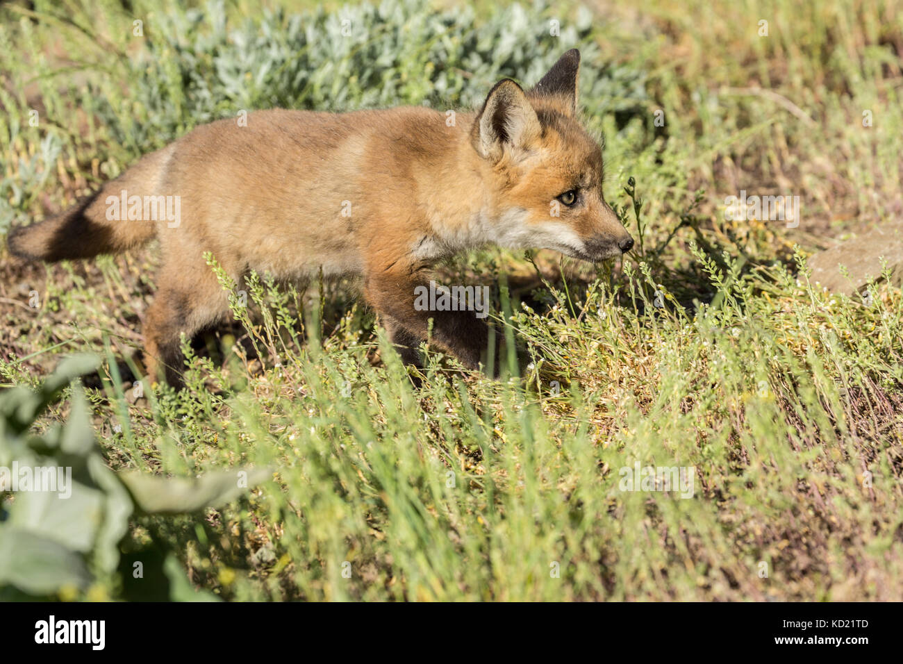 Red Fox kits near Bozeman, Montana, USA.  Captive animal. Stock Photo