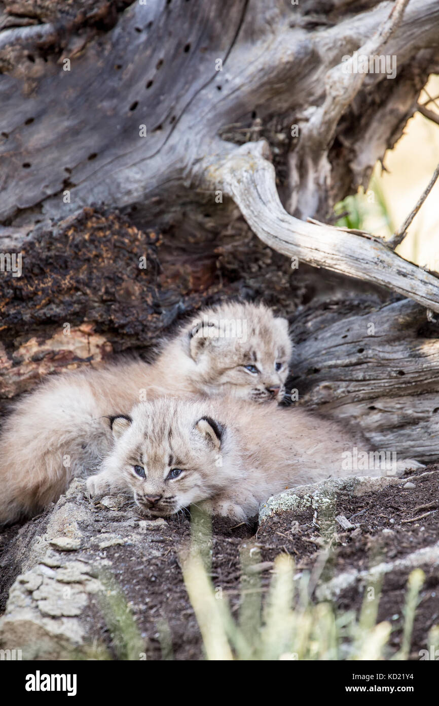 Two Canada Lynx kittens cuddling together to keep warm, near Bozeman, Montana, USA.  Captive animal. Stock Photo