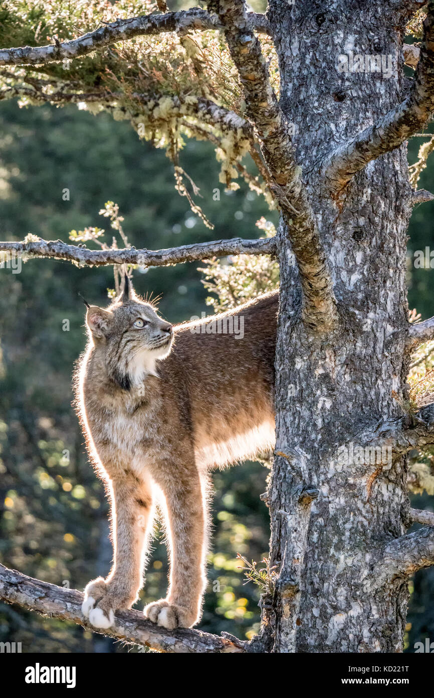 Adult Canada Lynx climbing in a tree near Bozeman, Montana, USA
