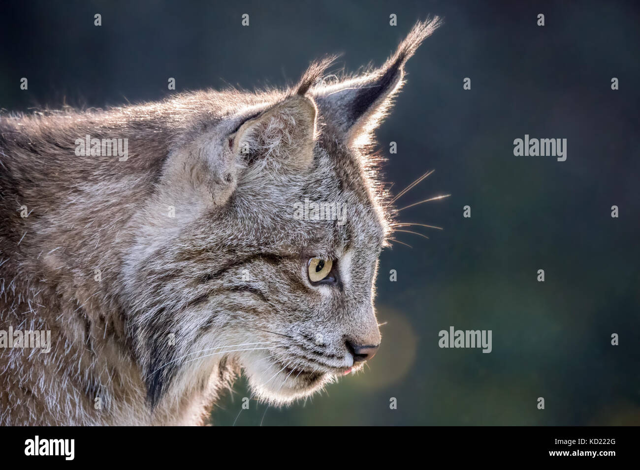 Portrait of a backlit Canada Lynx sitting in a tree looking for prey, in Bozeman, Montana, USA.  Captive animal. Stock Photo