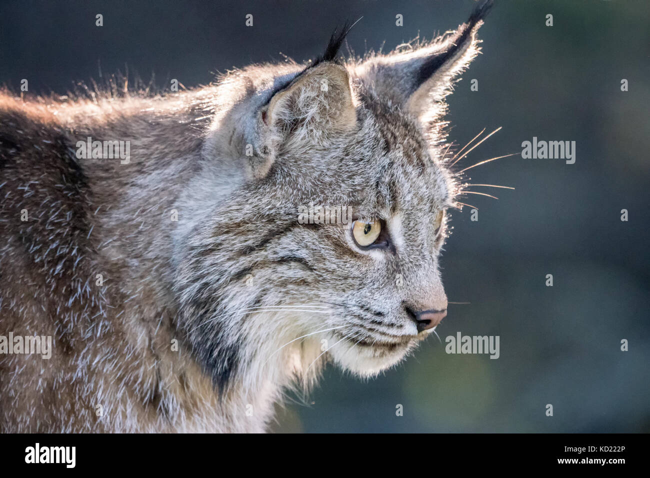 Portrait of a backlit Canada Lynx sitting in a tree looking for prey, in Bozeman, Montana, USA.  Captive animal. Stock Photo