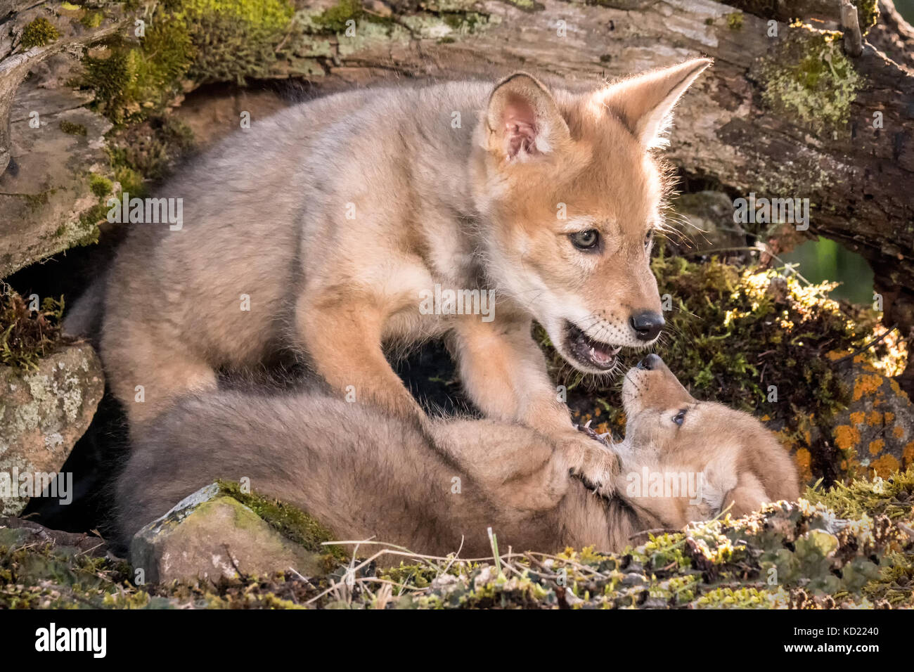 Two Gray Wolf pups wrestling near Bozeman, Montana, USA.  Captive animal. Stock Photo