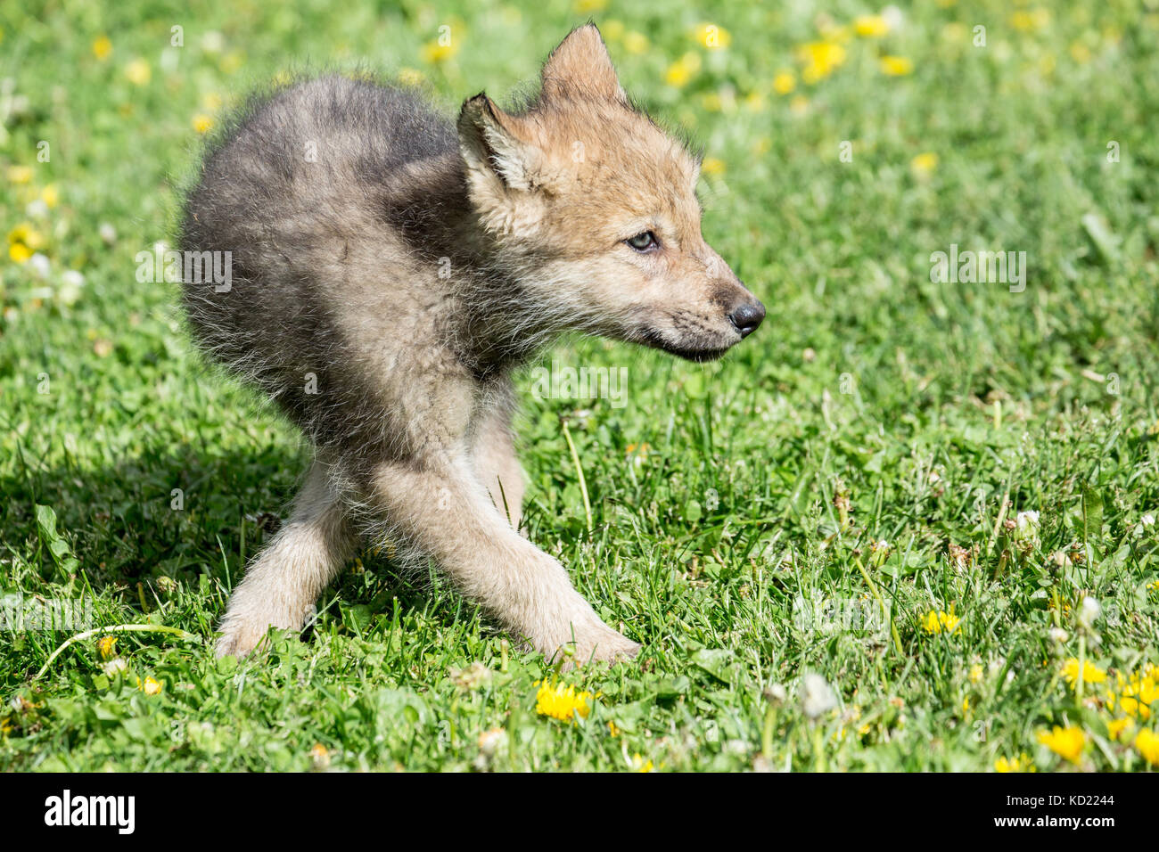 Gray Wolf pup unsure what he wants to do, near Bozeman, Montana, USA.  Captive animal. Stock Photo