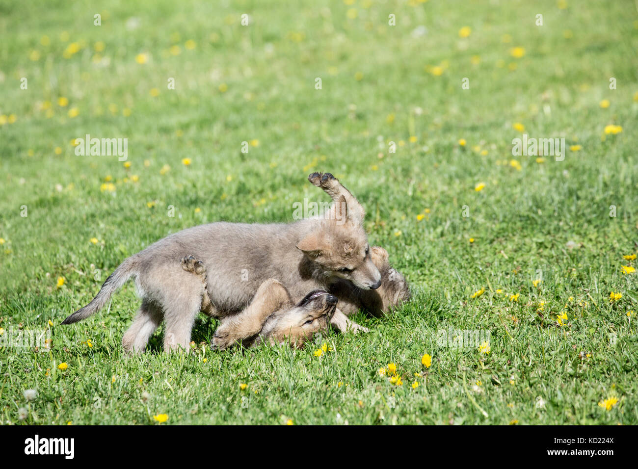 Litter of Gray Wolf pups play fighting in a meadow, near Bozeman, Montana, USA.  Captive animal. Stock Photo