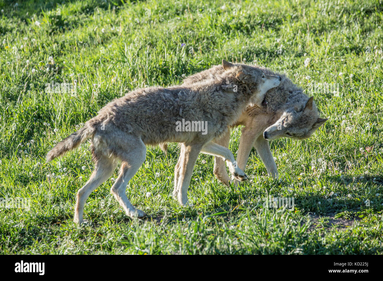 Two Adult Gray Wolves trying to establish dominance as they wrestle in a meadow, near Bozeman, Montana, USA.  Captive animal. Stock Photo