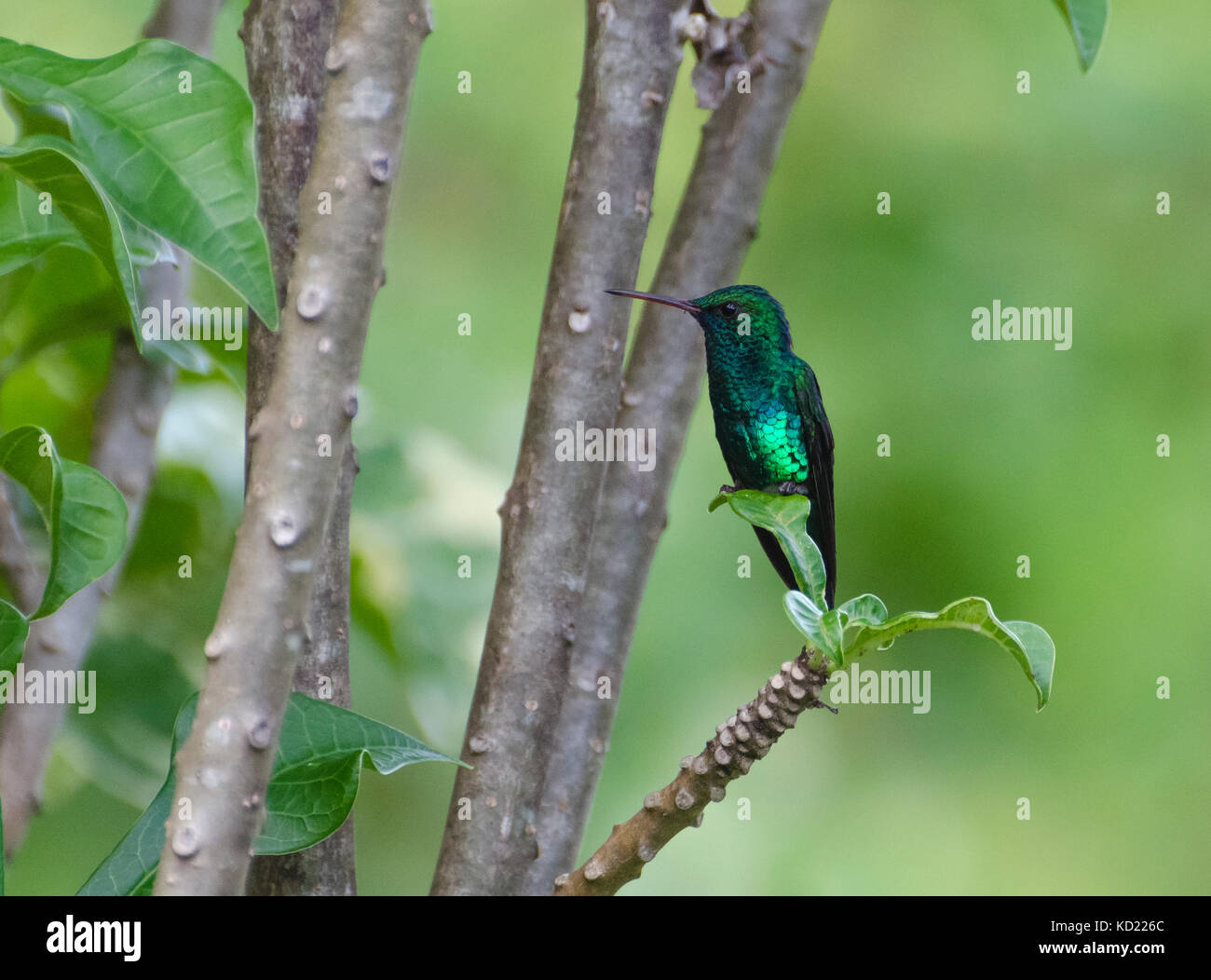 Blue-chinned Sapphire (Chlorestes notata notata) showing iridescent metallic blue and green feathers the rain forest Trinidad Stock Photo