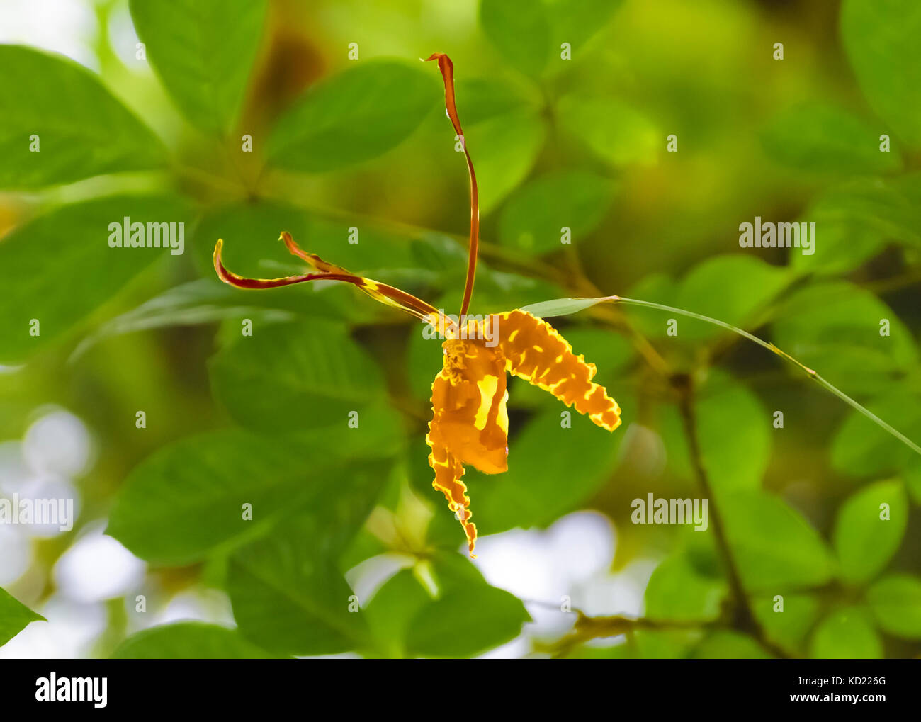 Butterfly Orchid (Psychopsis papilio) in the rain forest Northern Trinidad Stock Photo
