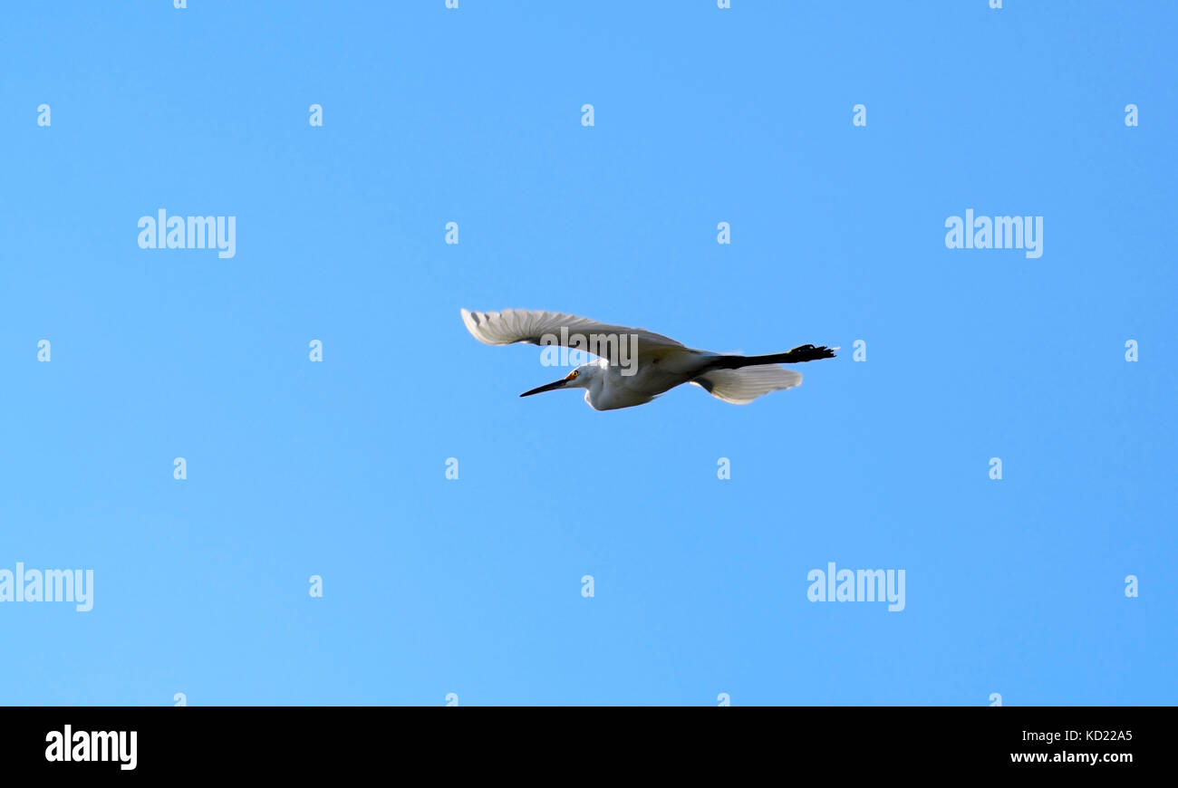 Flying snowy Egret.  Playa del Rey, California. Stock Photo