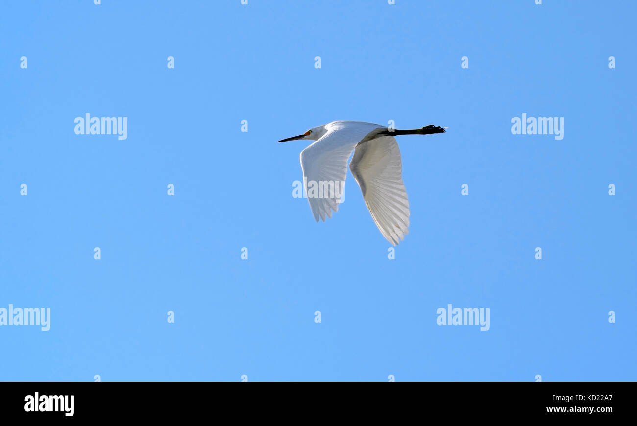 Flying snowy Egret.  Playa del Rey, California. Stock Photo