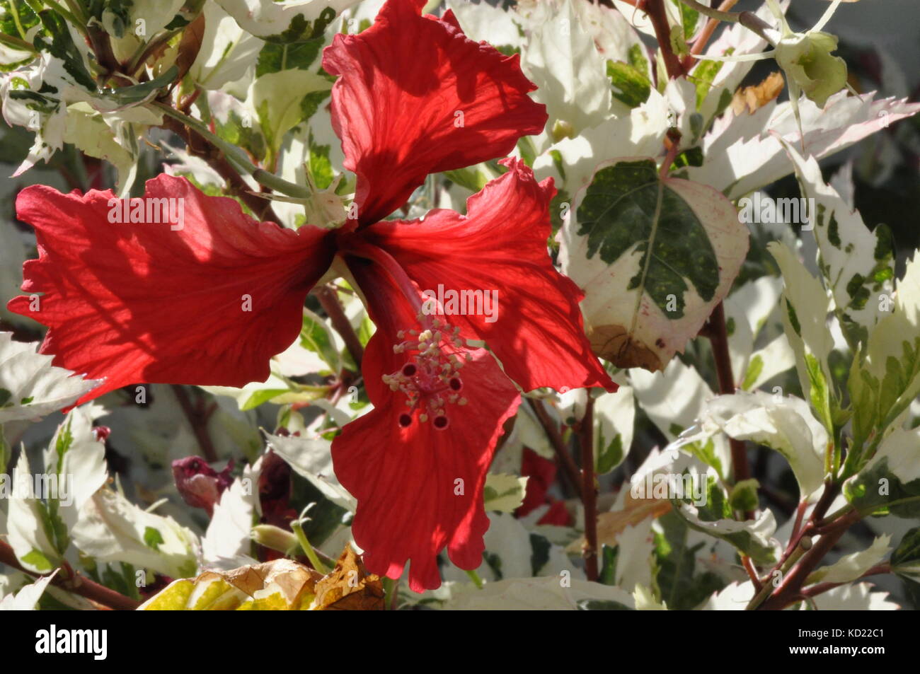 Hibiscus flowers, Townsville, Queensland, Australia Stock Photo