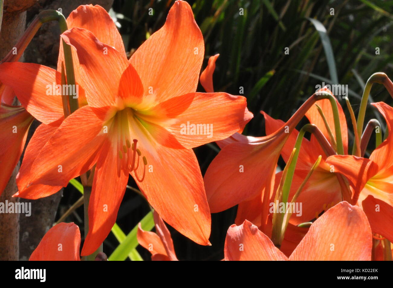 Vibrant Orange Lily flowers, Townsville, Queensland, Australia Stock
