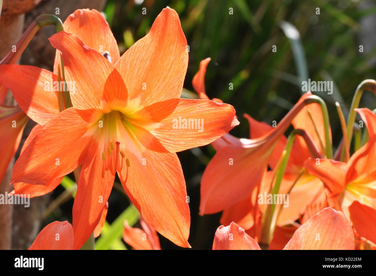 Vibrant Orange Lily flowers, Townsville, Queensland, Australia Stock
