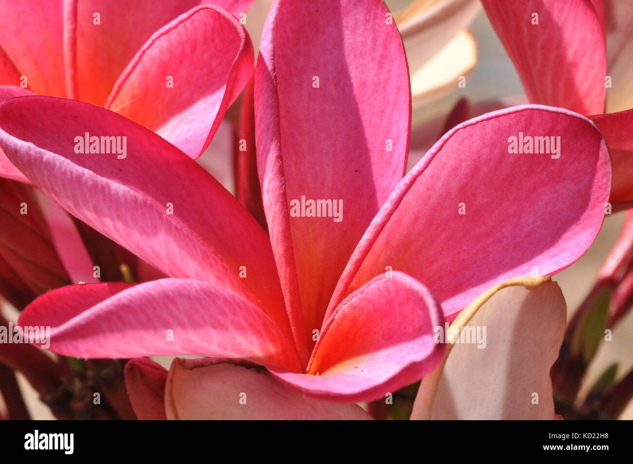 Frangipani flowers, Townsville, Queensland, Australia Stock Photo Alamy