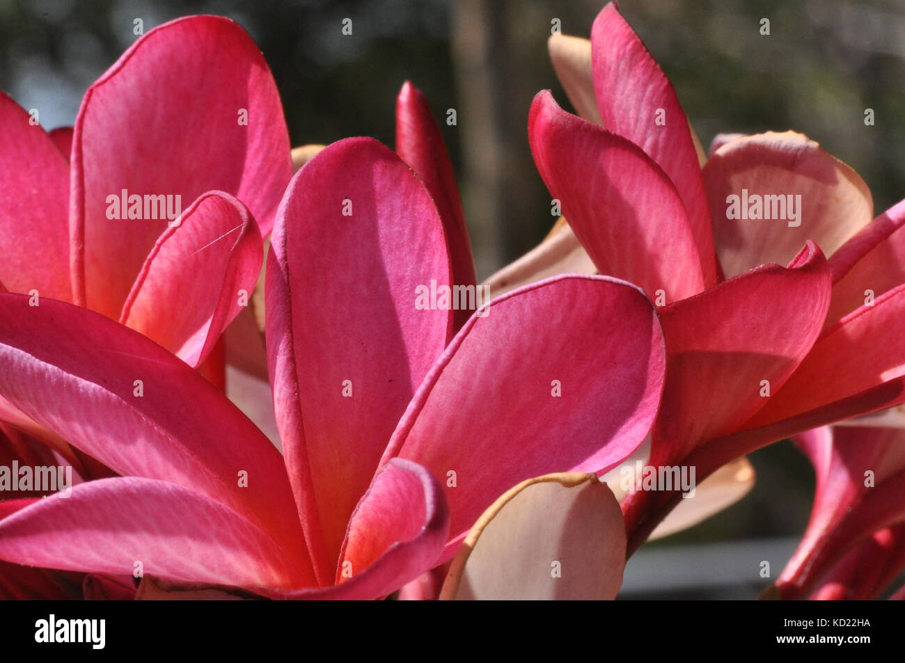 Frangipani flowers, Townsville, Queensland, Australia Stock Photo