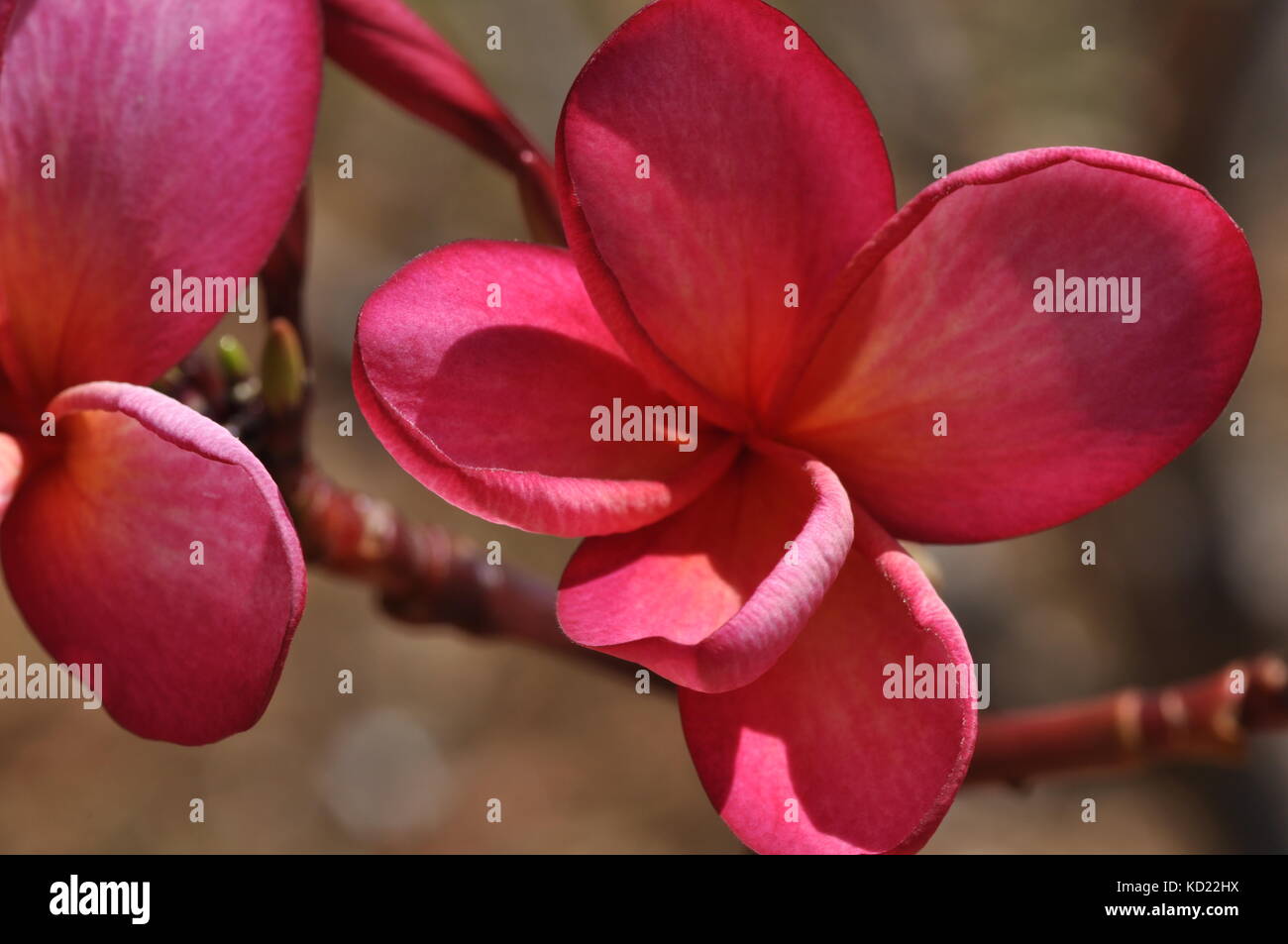 Frangipani flowers, Townsville, Queensland, Australia Stock Photo Alamy