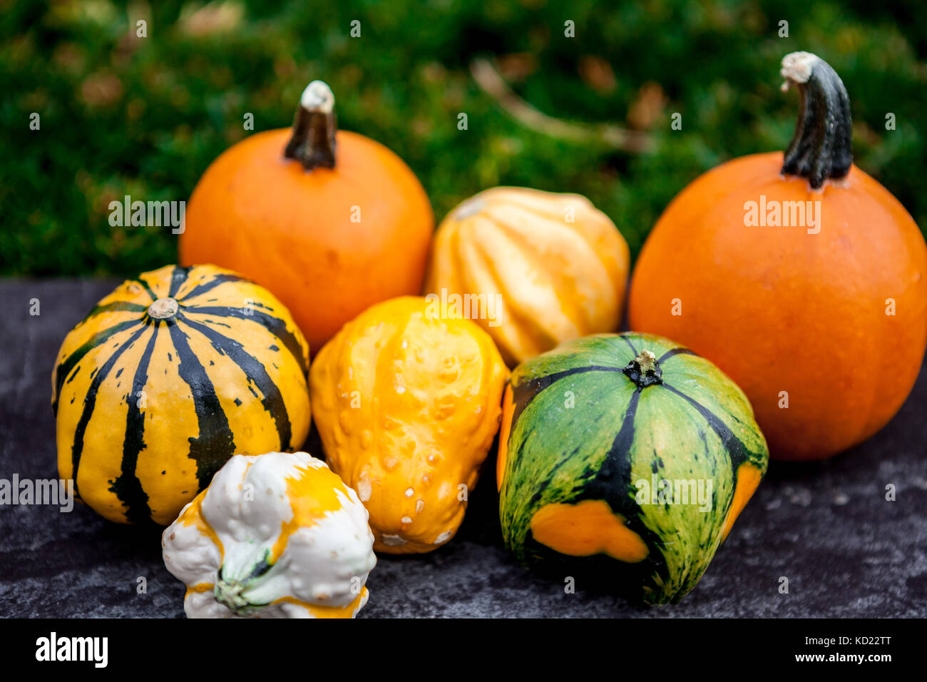 Fresh multicolored decorative pumpkins. Autumn colors, thanksgiving decorations. Stock Photo