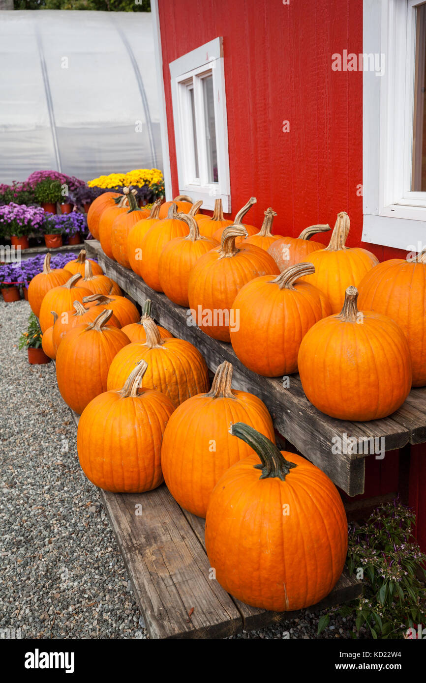 Ripe pumpkins in a row, wall of the country farm in the background. Stock Photo