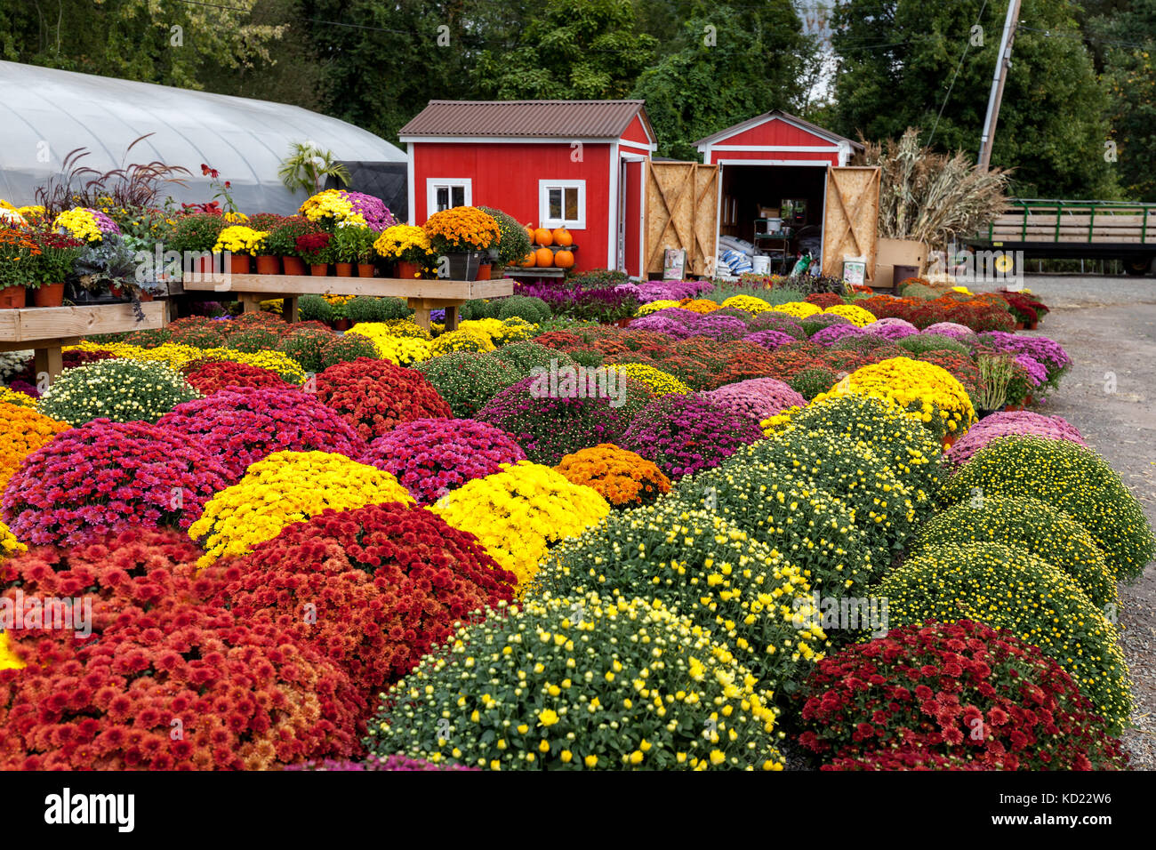 Mums flowers hires stock photography and images Alamy