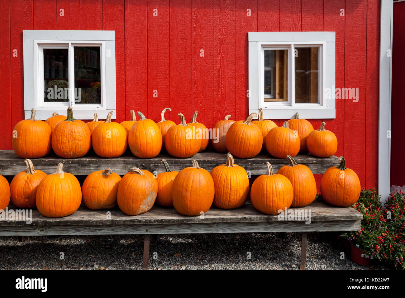 Ripe pumpkins in a row, wall of the country farm in the background. Stock Photo