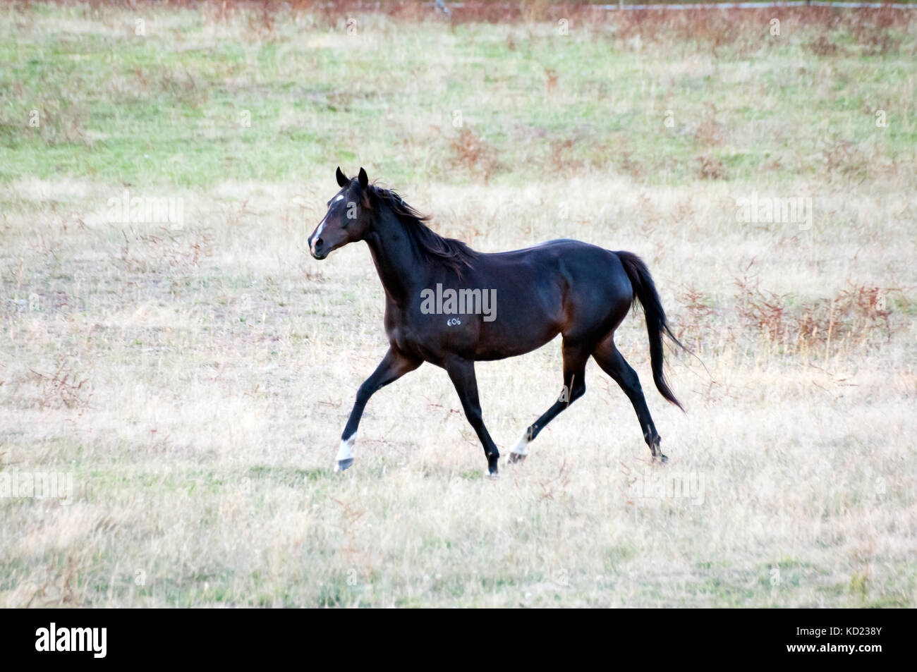 Thoroughbred horse in a paddock near the Glenelg River outside Casterton, western Victoria, Australia Stock Photo