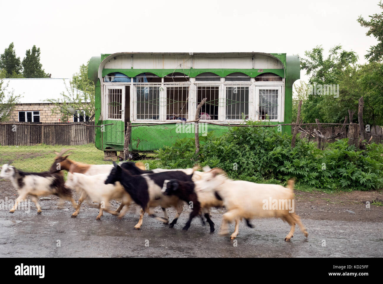 Flock of goats running along a rural road in a remote village of northern Azerbaijan Stock Photo