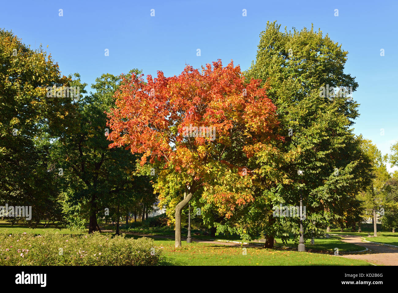 Fall in park red maple hi-res stock photography and images - Alamy