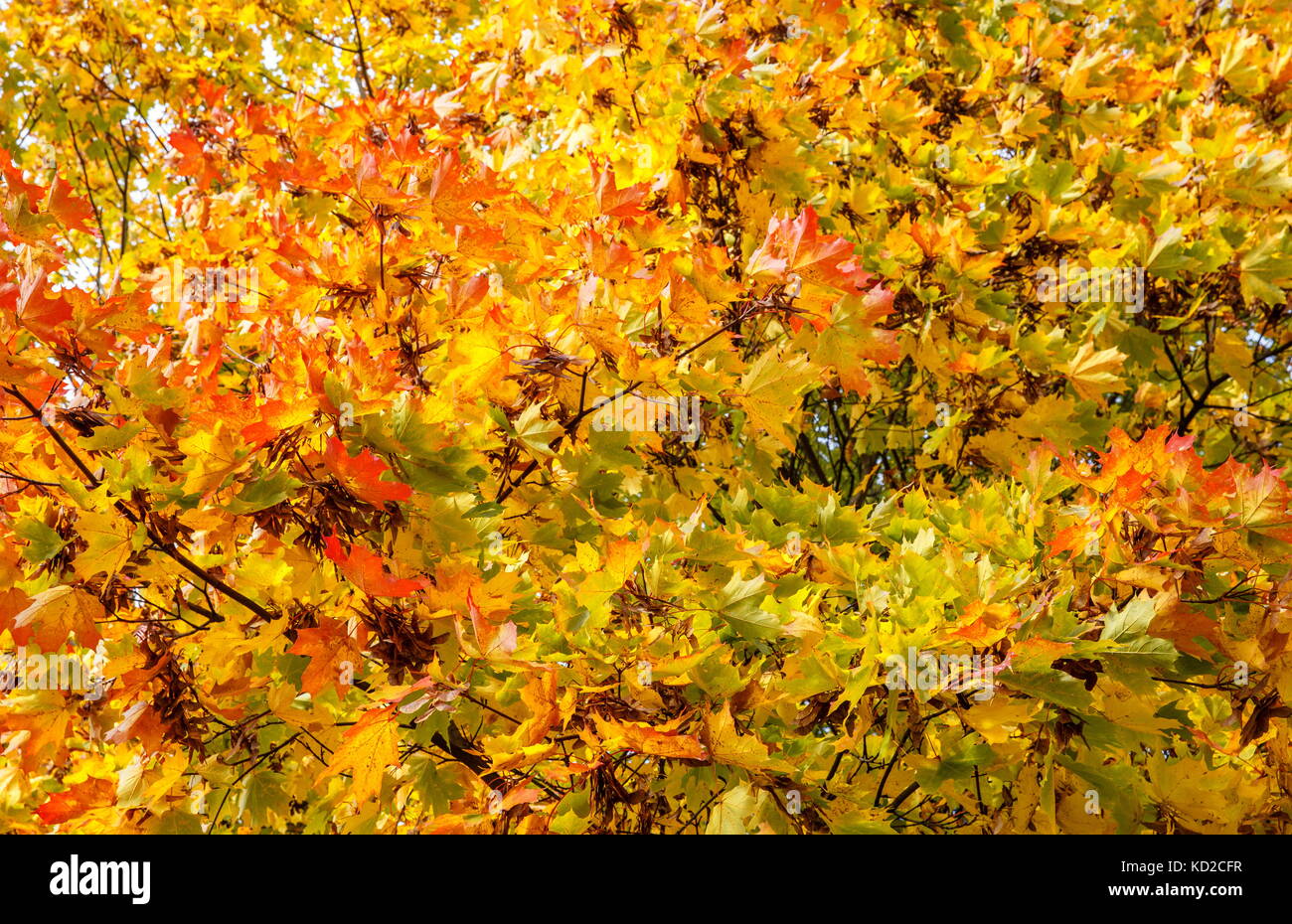 Autumn maple leaves background Stock Photo - Alamy