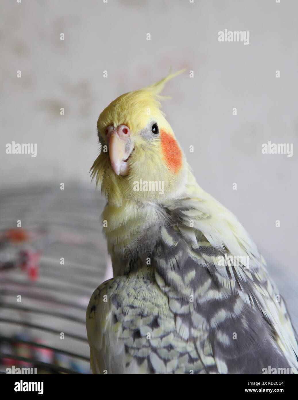 Portrait of Cockatiel close-up (Nymphicus hollandicus Stock Photo - Alamy