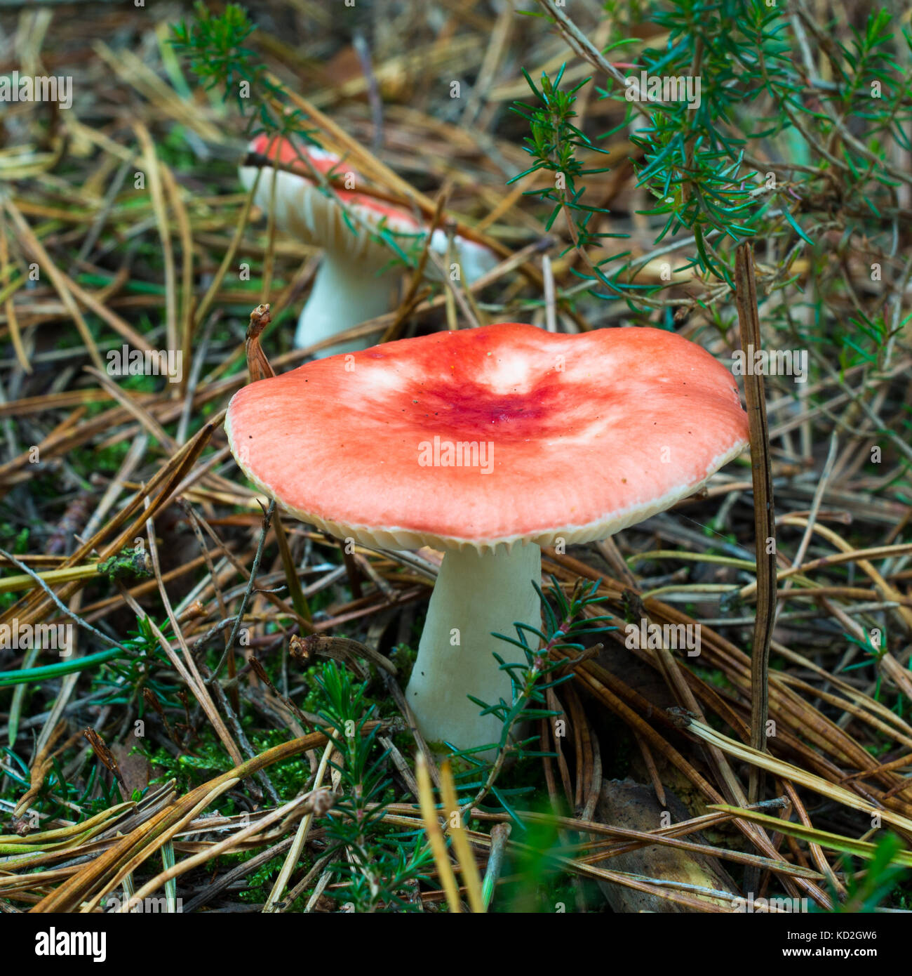 Red toadstool, New Forest, Hampshire, UK, October. Stock Photo