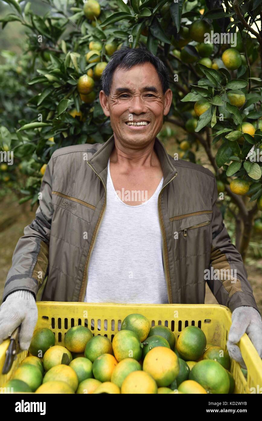 Qiandongnan, China's Guizhou Province. 10th Oct, 2017. A farmer harvests oranges in Danzhai County, southwest China's Guizhou Province, Oct. 10, 2017. Credit: Kai Shangyu/Xinhua/Alamy Live News Stock Photo