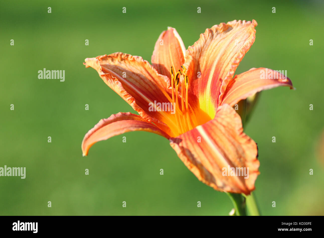 flower liliac petal Stock Photo - Alamy