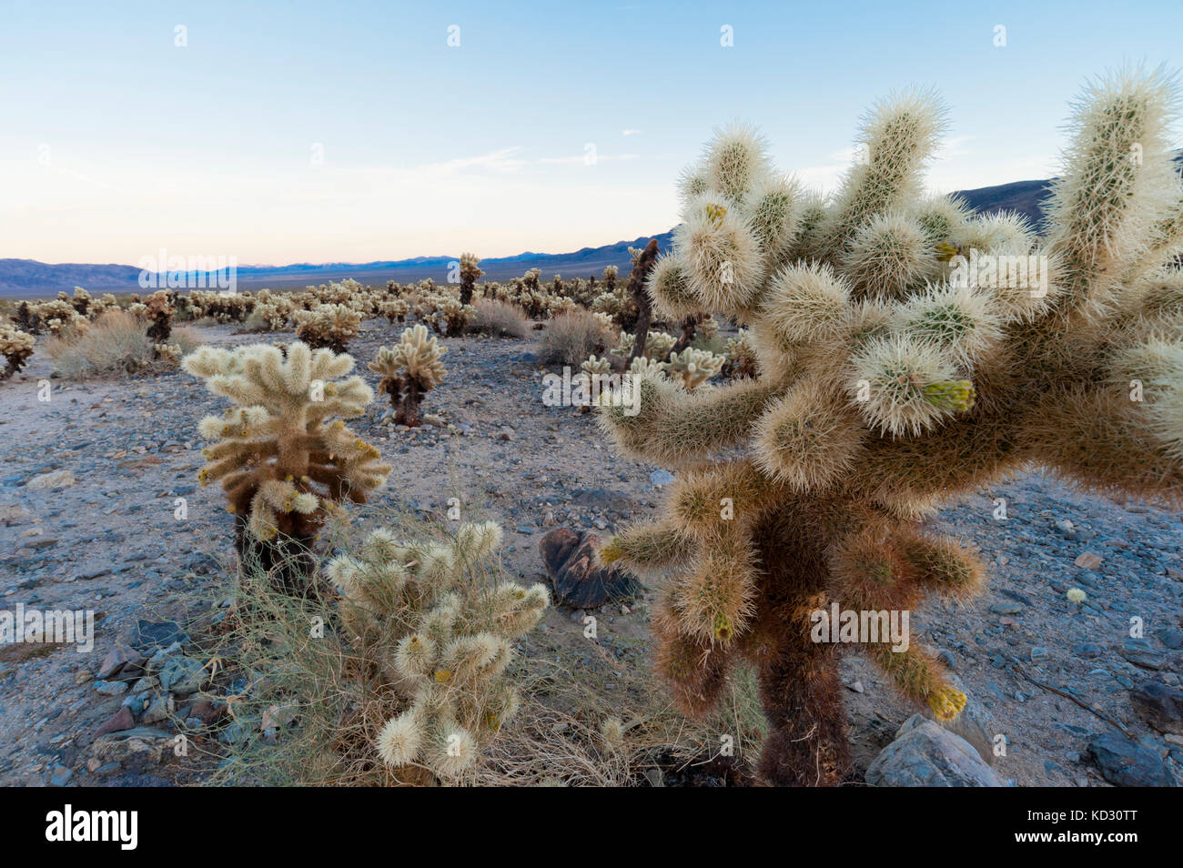 Cholla Cactus Garden, Joshua Tree National Park, California, USA Stock Photo