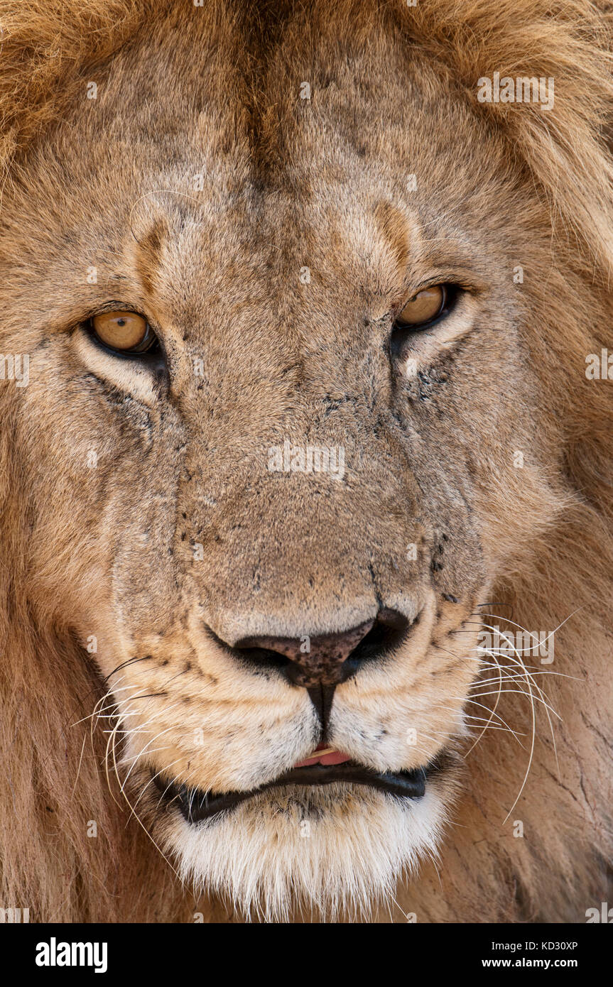 Lion (Panthera leo), Masai Mara, Kenya Stock Photo - Alamy