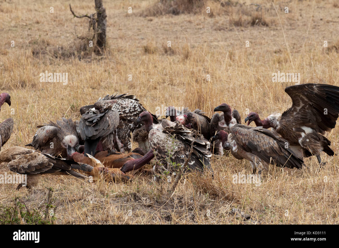 Vultures eating Topi, Masai Mara, Kenya Stock Photo Alamy